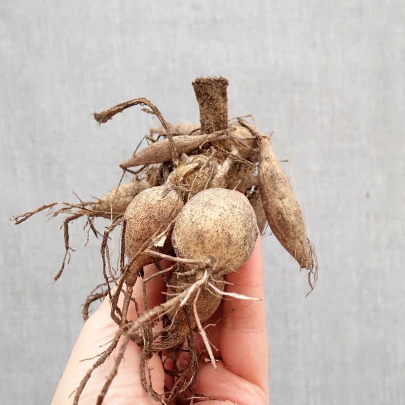 Dalia a fiore singolo Happy Single Princess Bulbo taglia I esemplare consegnato in primavera