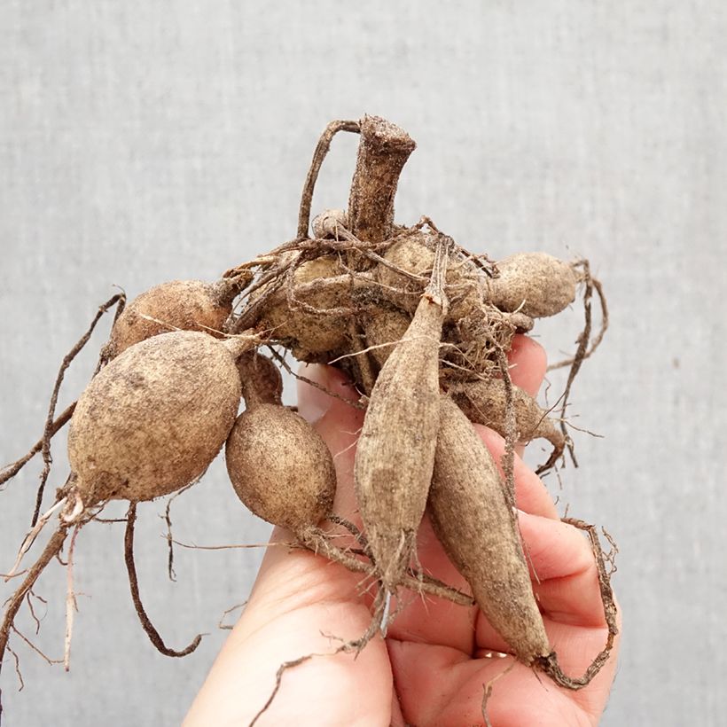 Dalia a fiore singolo Happy Single Romeo Bulbo taglia I esemplare consegnato in primavera