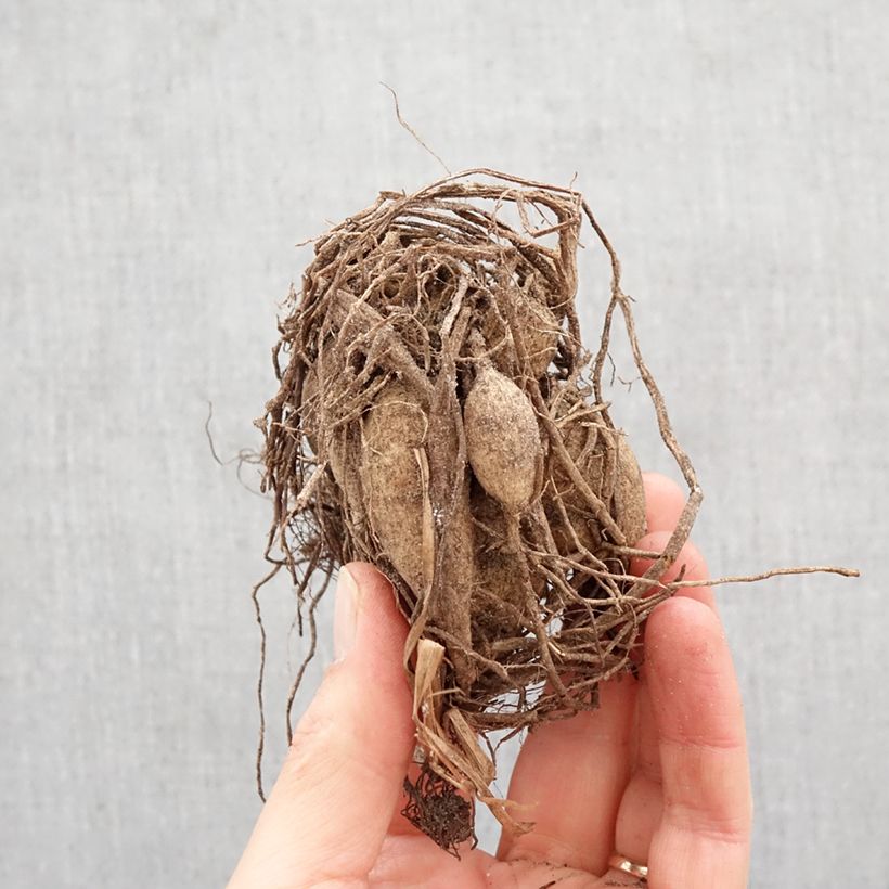 Dalia a fiore singolo Happy Single Wink Bulbo taglia I esemplare consegnato in primavera