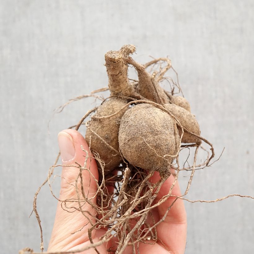 Dalia Honka Destiny's Teacher Bulbo taglia I esemplare consegnato in primavera