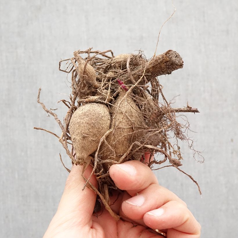 Dalia Honka Pink Bulbo taglia I esemplare consegnato in primavera