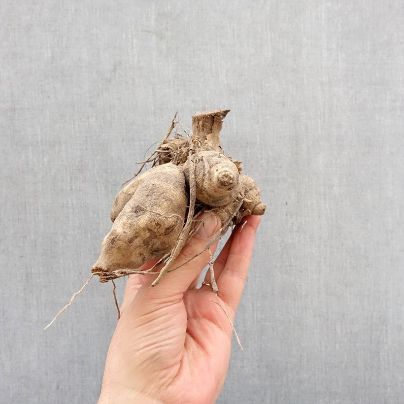 Dalia Honka Wit Nordstar Bulbo esemplare consegnato in primavera