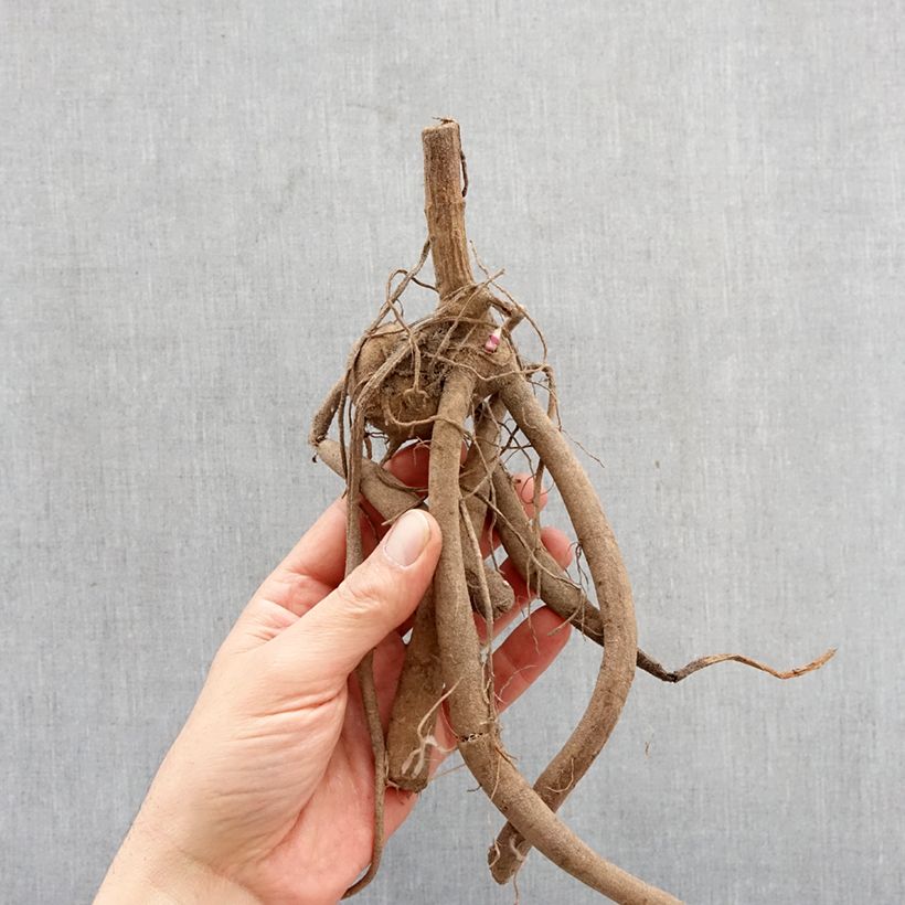 Dahlia imperialis Bulbo taglia I esemplare consegnato in primavera