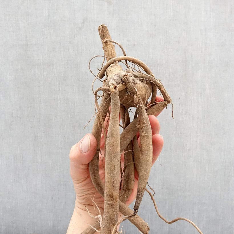 Dahlia imperialis White Bulbo taglia I esemplare consegnato in primavera