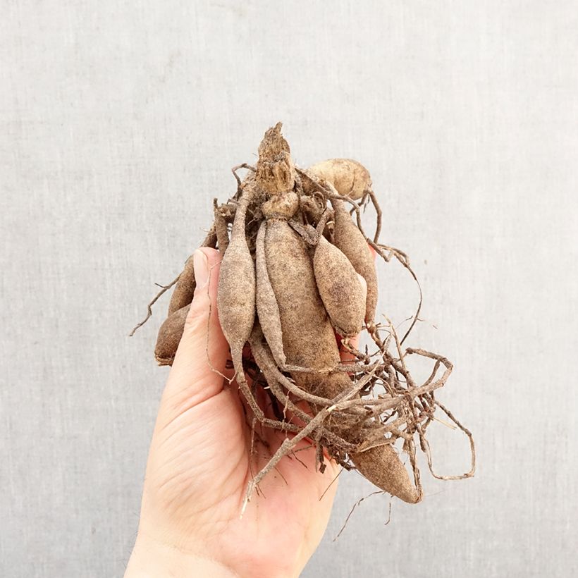 Dalia ibrida Magnificat Bulbo esemplare consegnato in primavera