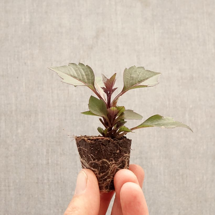 Dalia nana Gardenetta Orange mini zolla... esemplare consegnato in primavera