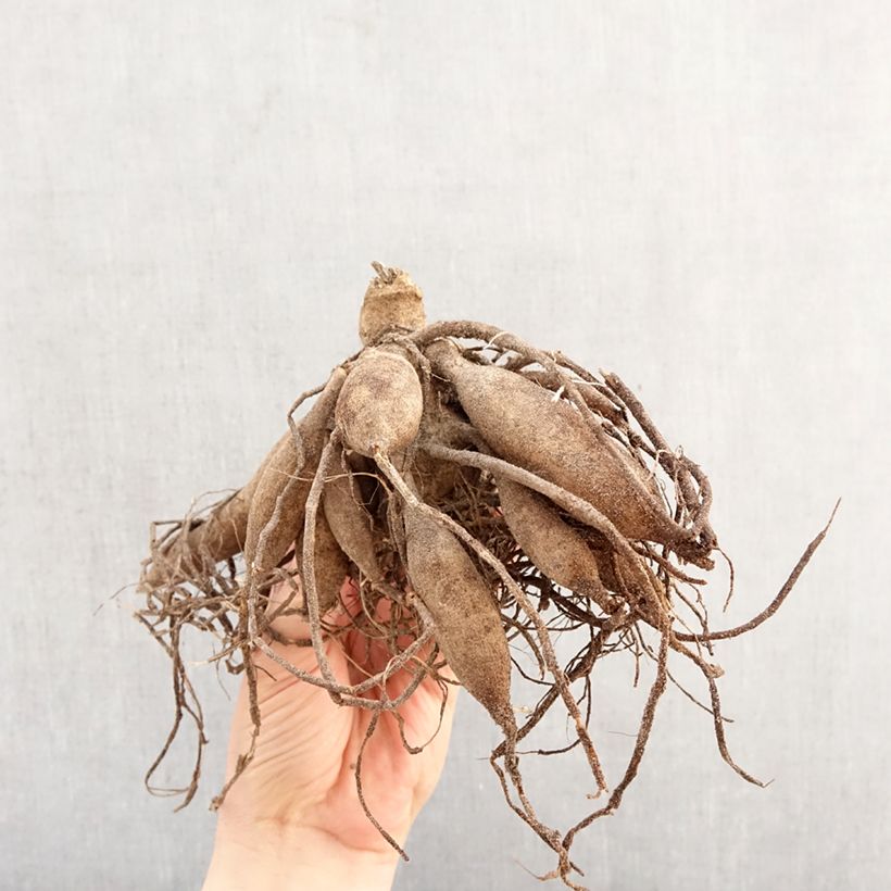 Dalia nana Melody Allegro Bulbo taglia I esemplare consegnato in primavera