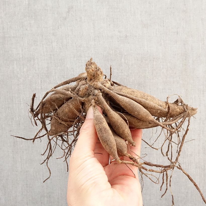 Dalia nana Melody Latin Bulbo taglia I esemplare consegnato in primavera