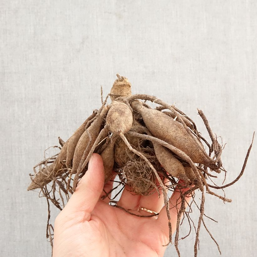 Dalia nana Ton sur Ton Bulbo taglia I esemplare consegnato in primavera