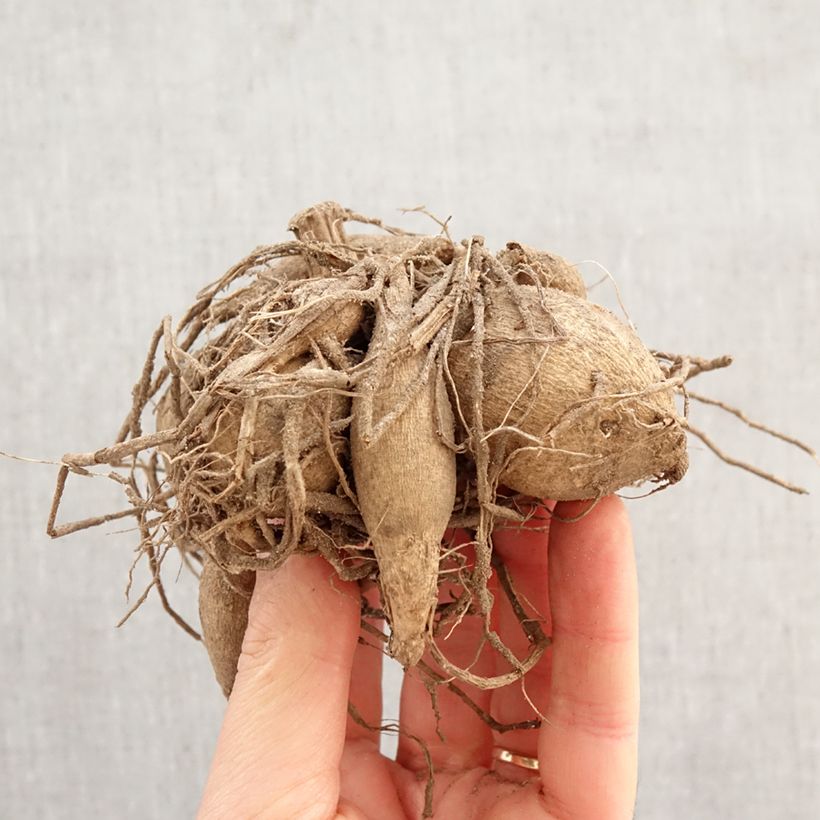 Dalia nana Vanessa Bulbo taglia I esemplare consegnato in primavera