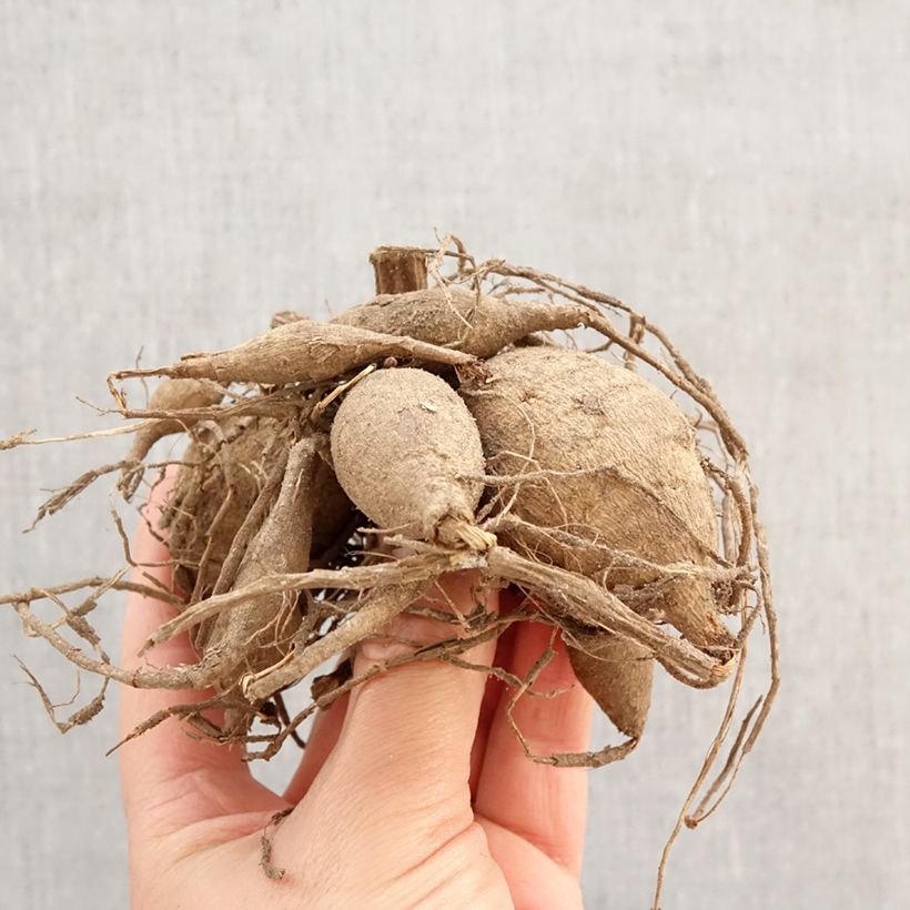 Dalia decorativa Napoli Bulbo esemplare consegnato in primavera