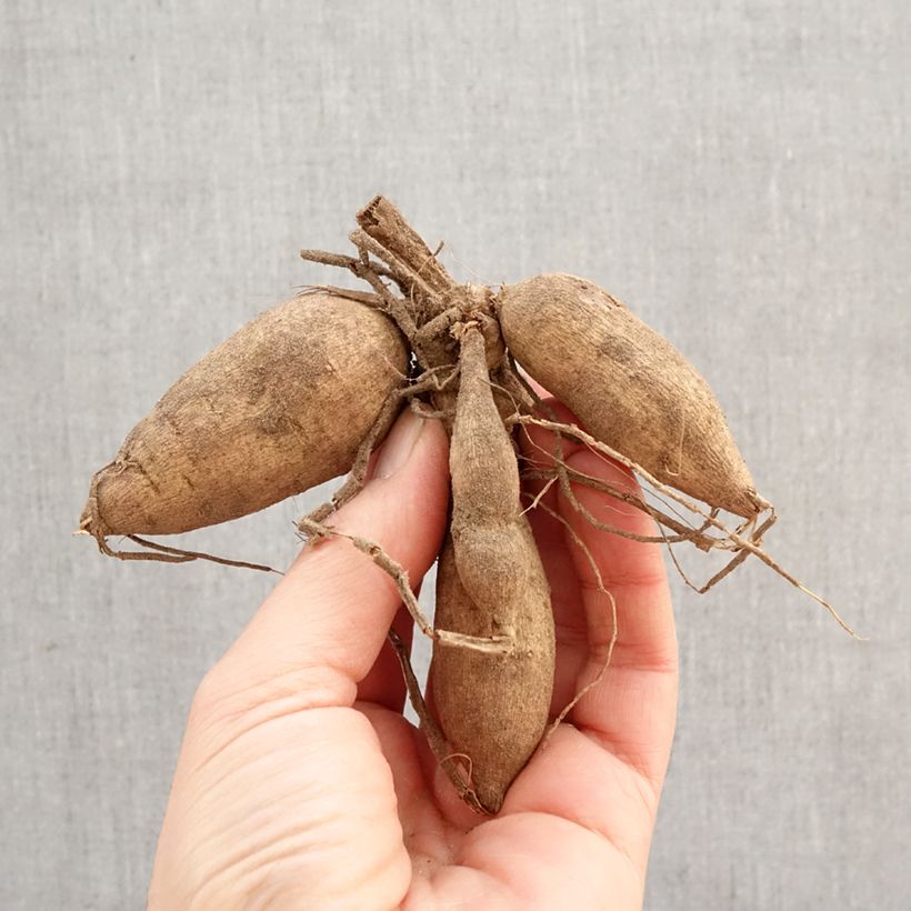 Dalia Gitts Crazy Bulbo taglia I esemplare consegnato in primavera