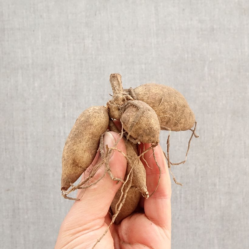 Dalia Priceless Pink Bulbo taglia I esemplare consegnato in primavera