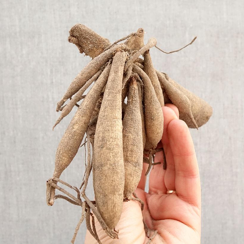 Dalia Sunshine Bulbo taglia I esemplare consegnato in primavera