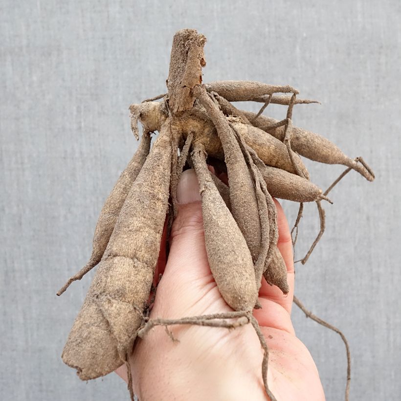 Dalia Twinings After Eight Bulbo esemplare consegnato in primavera