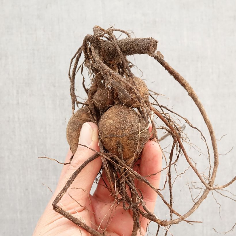 Dalia Twyning's Smartie Bulbo taglia I esemplare consegnato in primavera