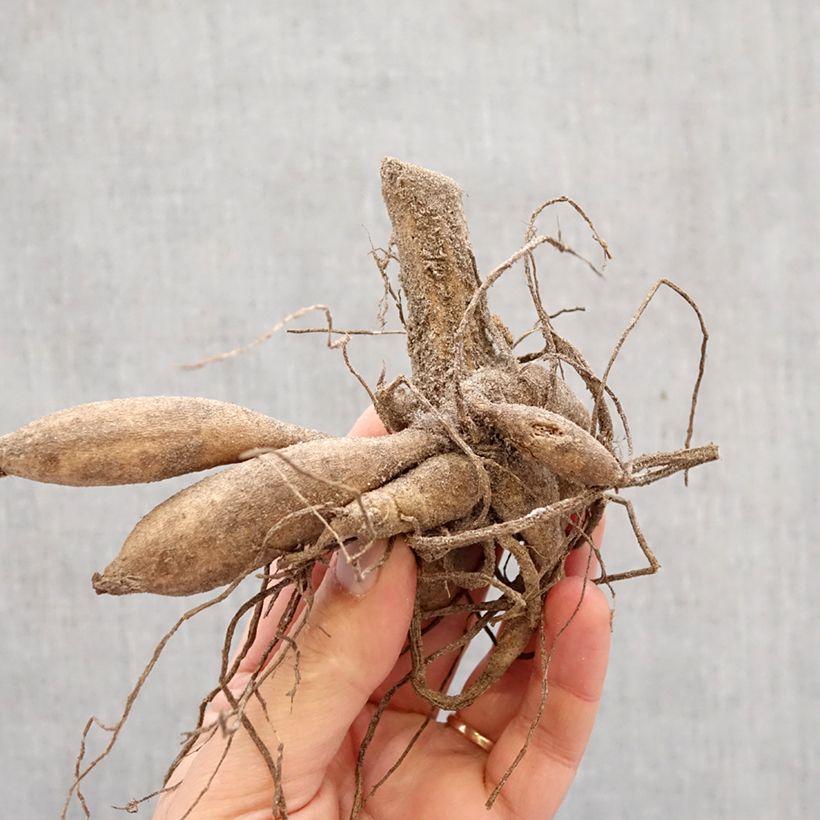 Dalia ball Franz Kafka Bulbo taglia I esemplare consegnato in primavera