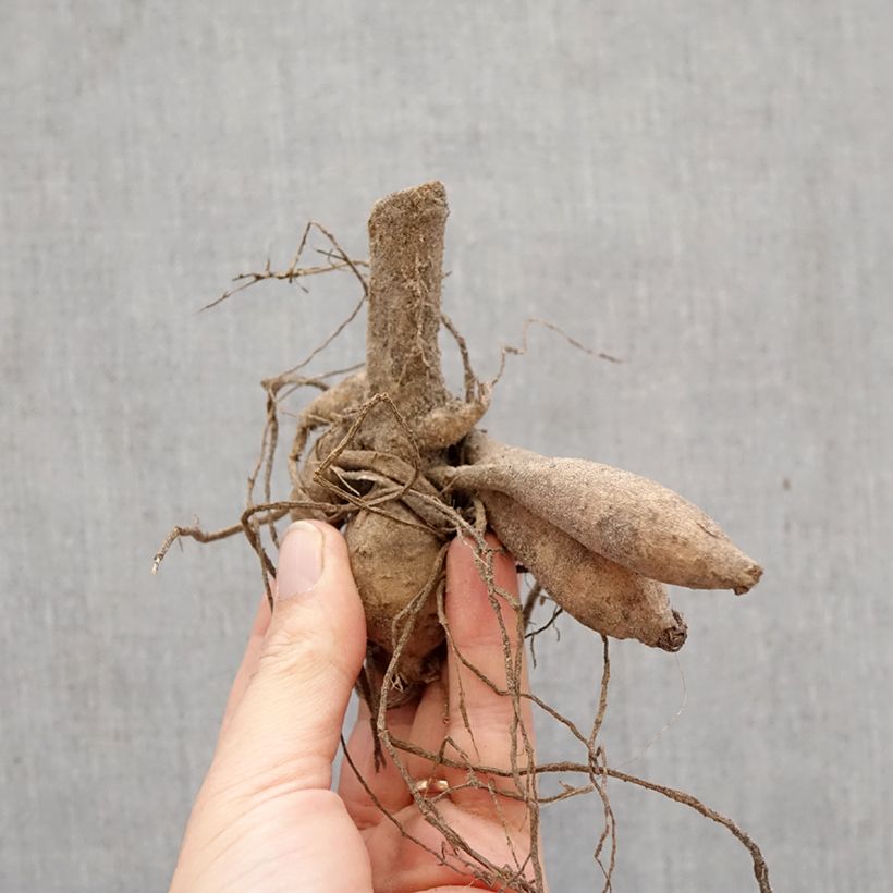 Dalia ball Icoon Bulbo taglia I esemplare consegnato in primavera