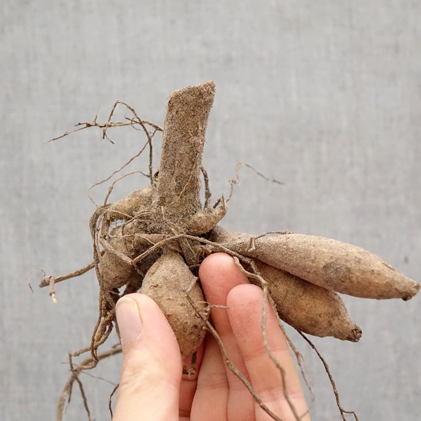 Dalia ball Little Beeswing Bulbo esemplare consegnato in primavera