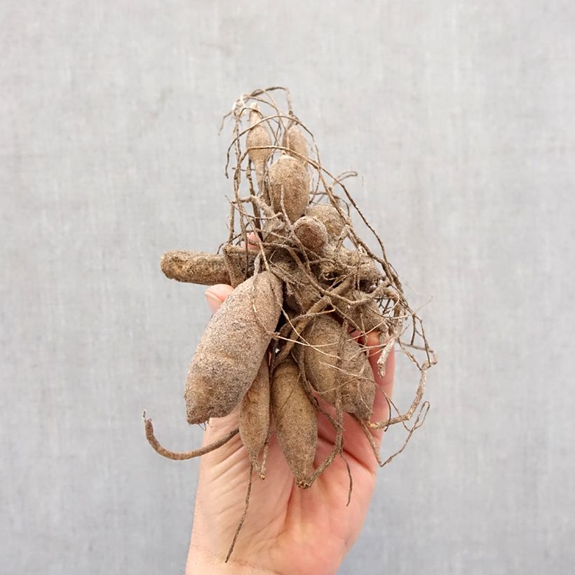 Dalia pompon Little William Bulbo taglia I esemplare consegnato in primavera