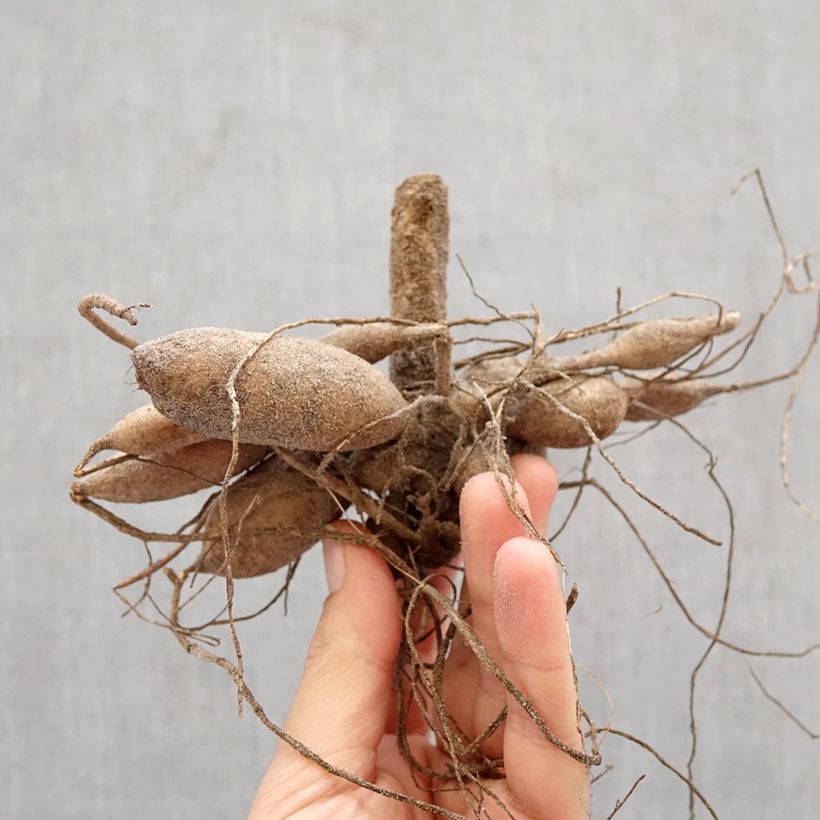 Dalia Nescio Bulbo taglia I esemplare consegnato in primavera