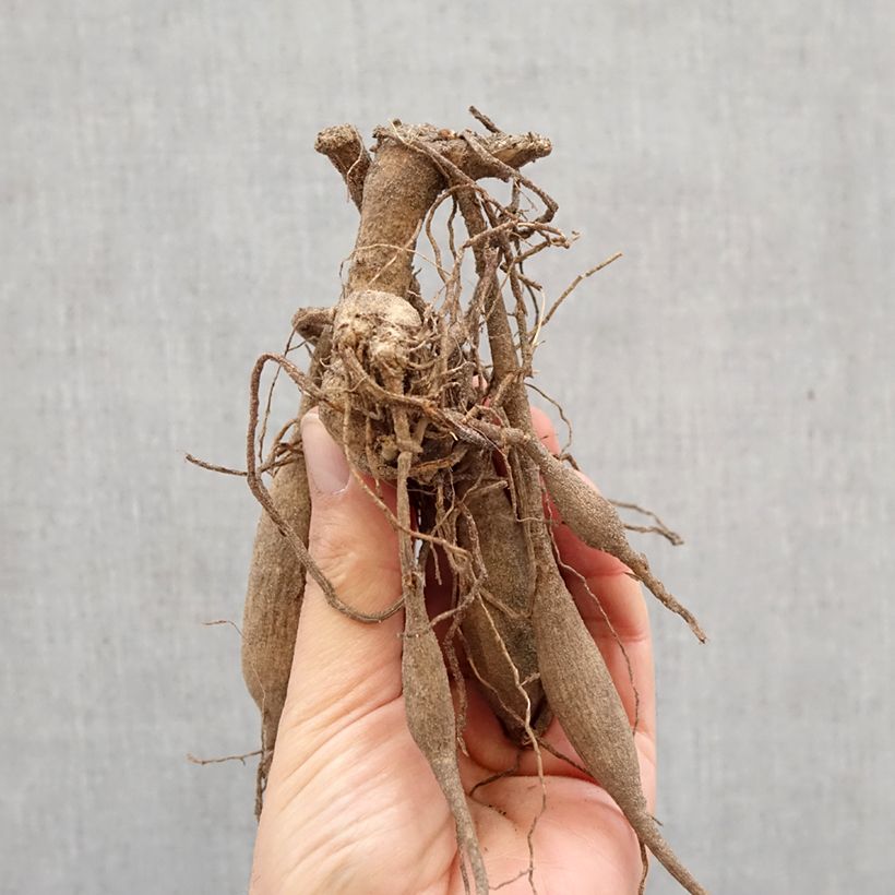 Dalia cactus Black Jack Bulbo taglia I esemplare consegnato in primavera