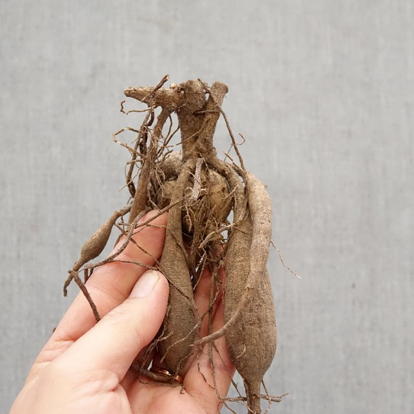 Dalia cactus Blackberry Ripple Bulbo taglia I esemplare consegnato in primavera