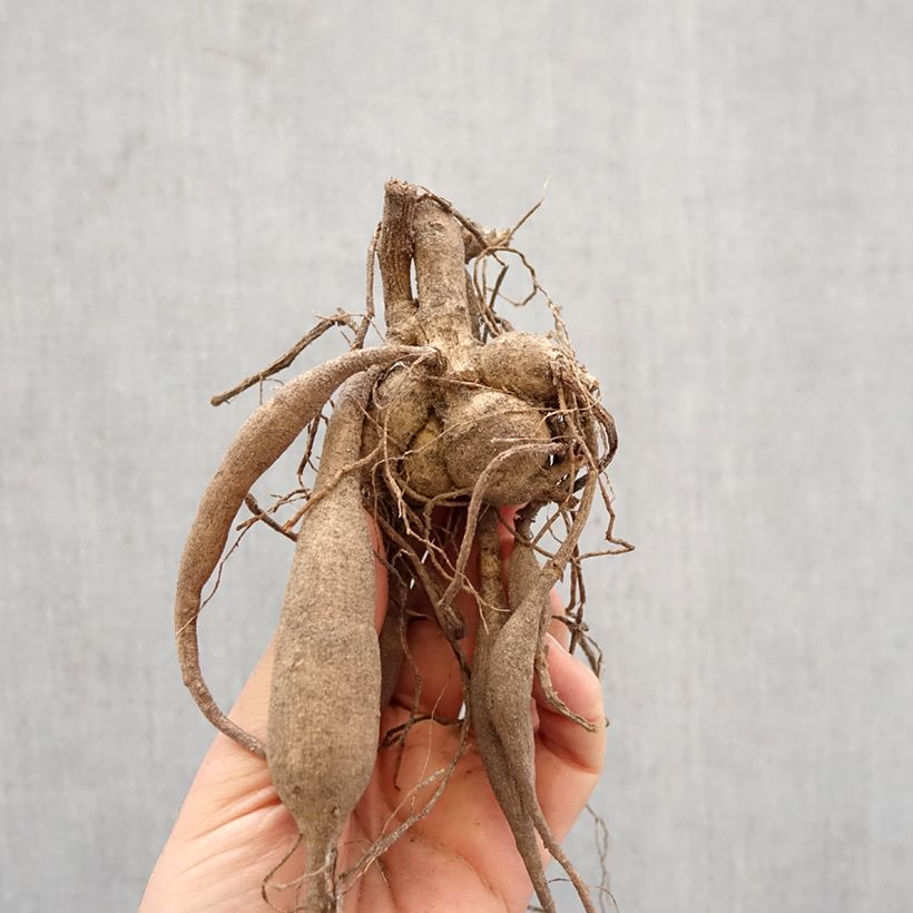 Dalia cactus Color Spectacle Bulbo taglia I esemplare consegnato in primavera