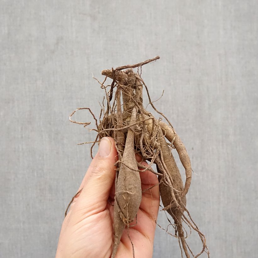 Dalia cactus Match Bulbo esemplare consegnato in primavera