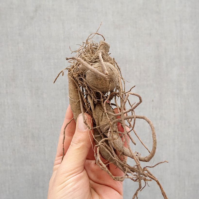 Dalia cactus Okapi Sunset Bulbo taglia I esemplare consegnato in primavera