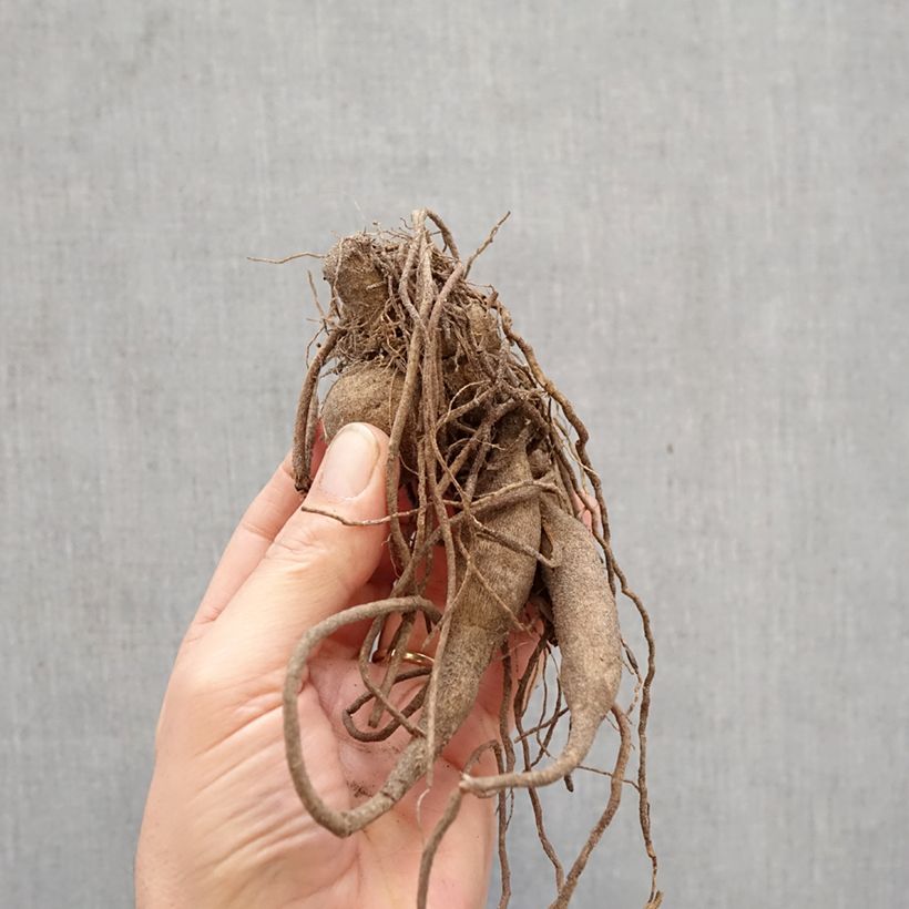 Dalia cactus Roi René Bulbo esemplare consegnato in primavera