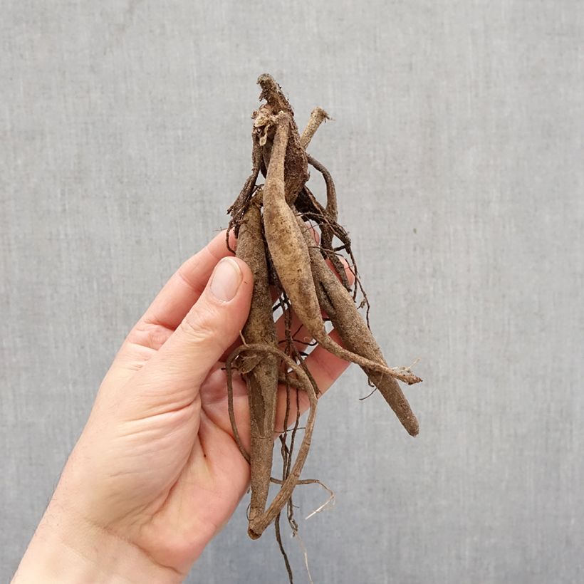 Dalia cactus Saint Saens Bulbo taglia I esemplare consegnato in primavera