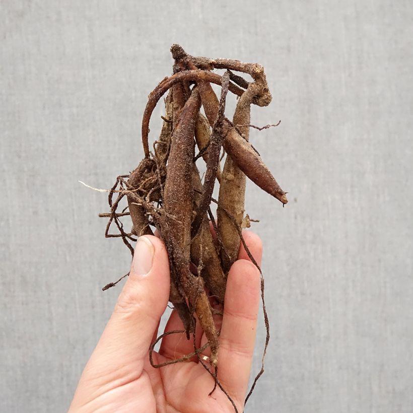 Dalia cactus Summer Breeze Bulbo taglia I esemplare consegnato in primavera