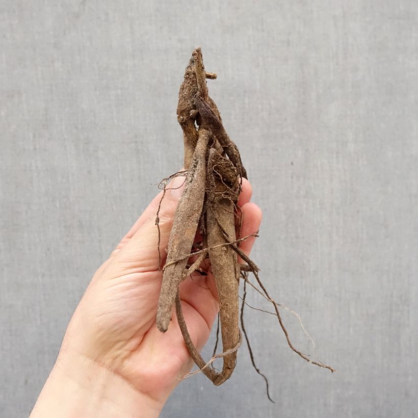 Dalia cactus Witteman's Best Bulbo taglia I esemplare consegnato in primavera