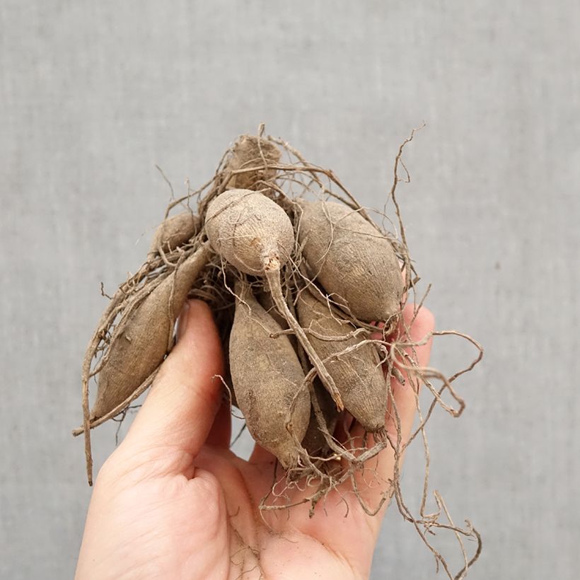 Dalia decorativa Verrone’s DF Bulbo taglia I esemplare consegnato in primavera