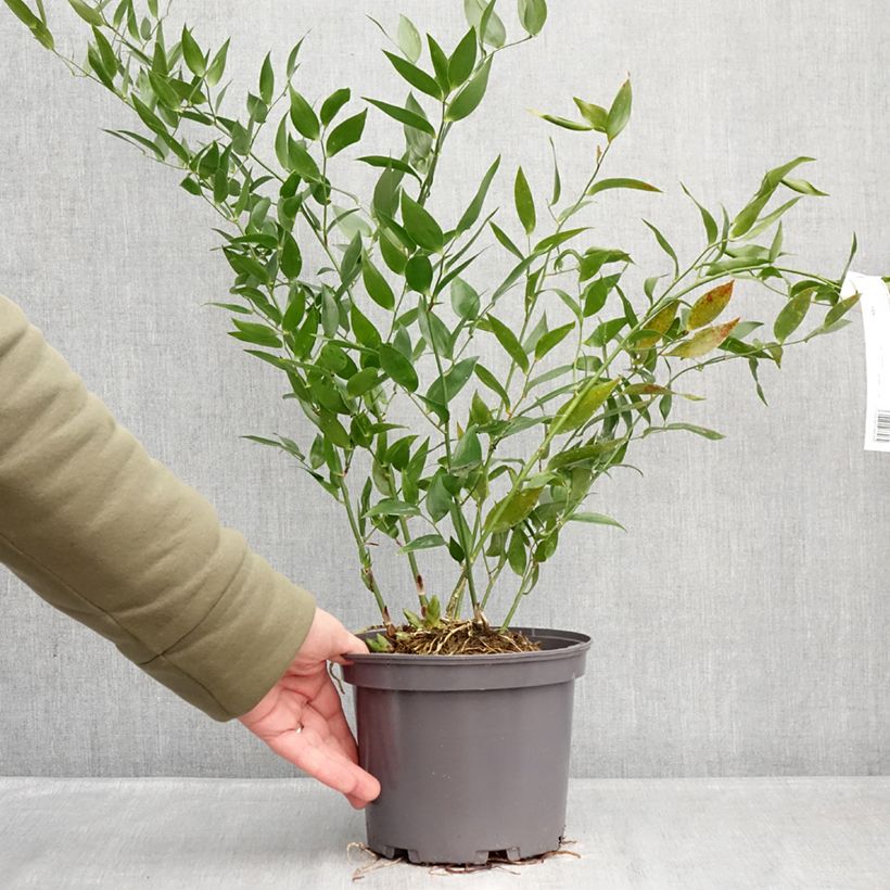 Danae racemosa - Lauro d'Alessandria Vaso da 3L/4L esemplare consegnato in inverno