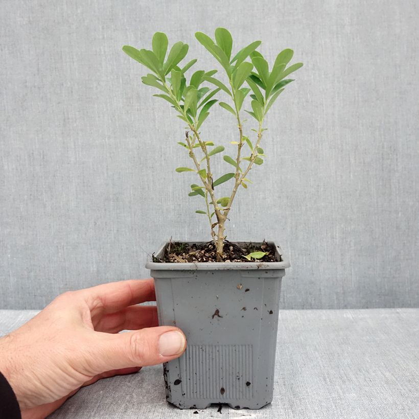 Esemplare di Daphne gemmata Royal Crown - Dafne Vaso da 1L/1,5L come consegnato in autunno