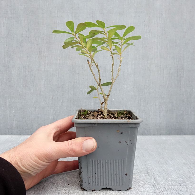 Daphne gemmata Royal Crown - Dafne Vaso da 1L/1,5L esemplare consegnato in inverno