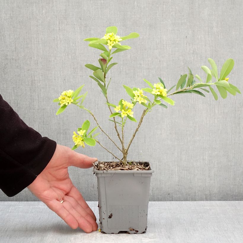Daphne gemmata Royal Crown - Dafne Vaso da 1L/1,5L esemplare consegnato in primavera