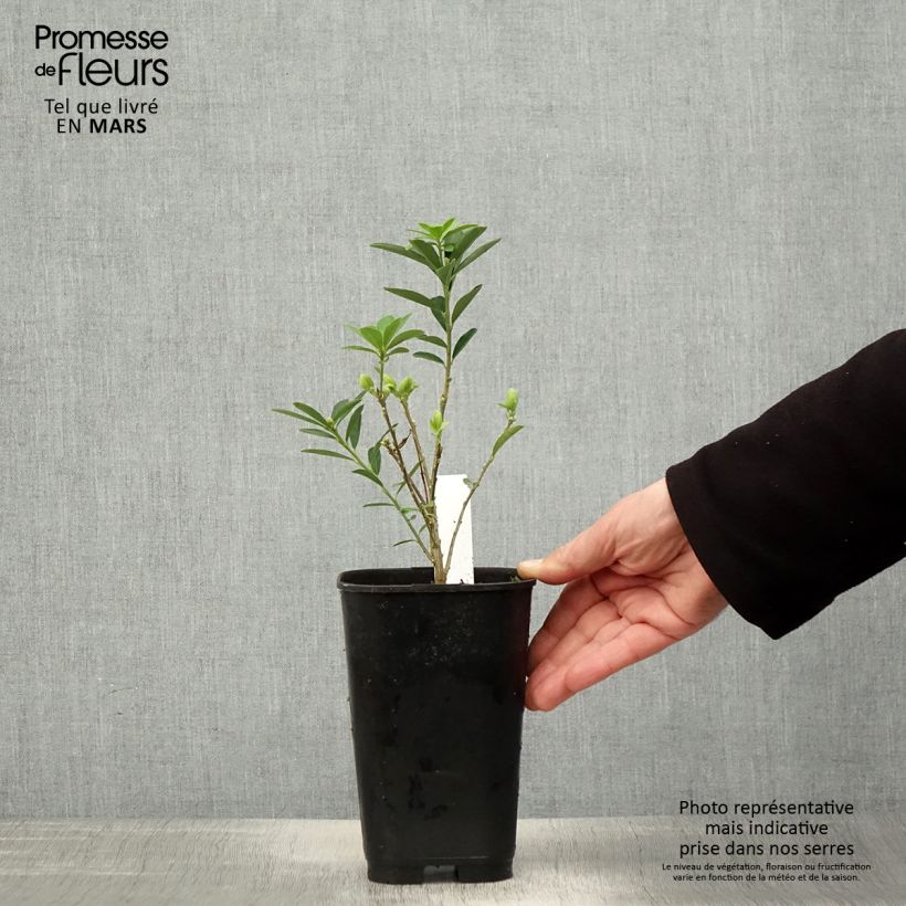 Daphne gemmata Royal Crown - Dafne Vaso da 2L/3L esemplare consegnato in primavera