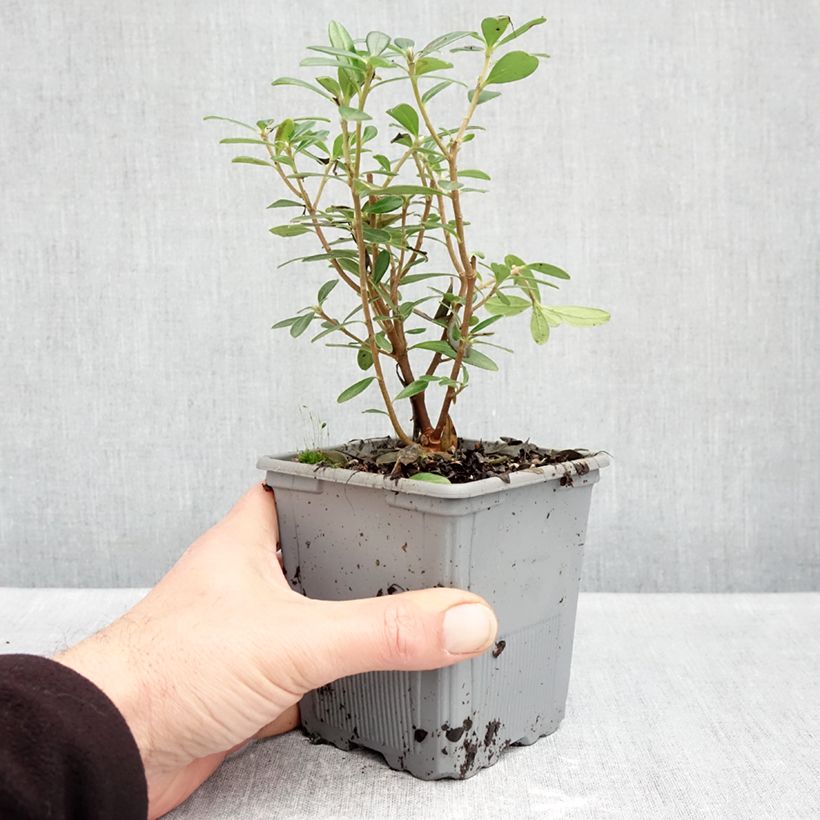 Esemplare di Daphne Sweetheart - Dafne Vaso da 1L/1,5L come consegnato in autunno