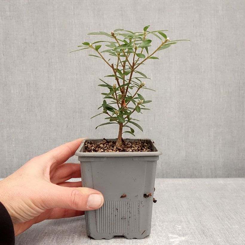 Daphne Sweetheart - Dafne Vaso da 1L/1,5L esemplare consegnato in inverno