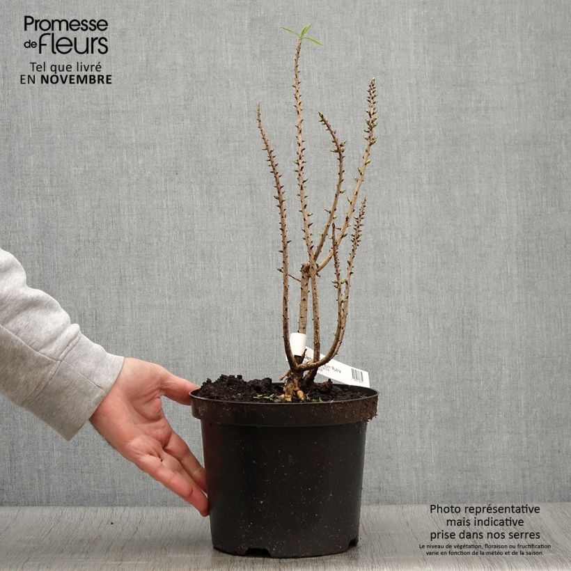 Esemplare di Daphne mezereum var. rubra - Dafne mezereo Vaso da 3L/4L come consegnato in autunno