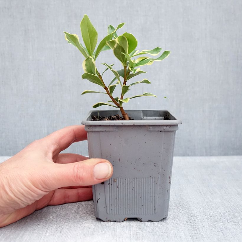 Esemplare di Daphne odora Rogald'or - Dafne odorosa Vaso da 1L/1,5L come consegnato in autunno