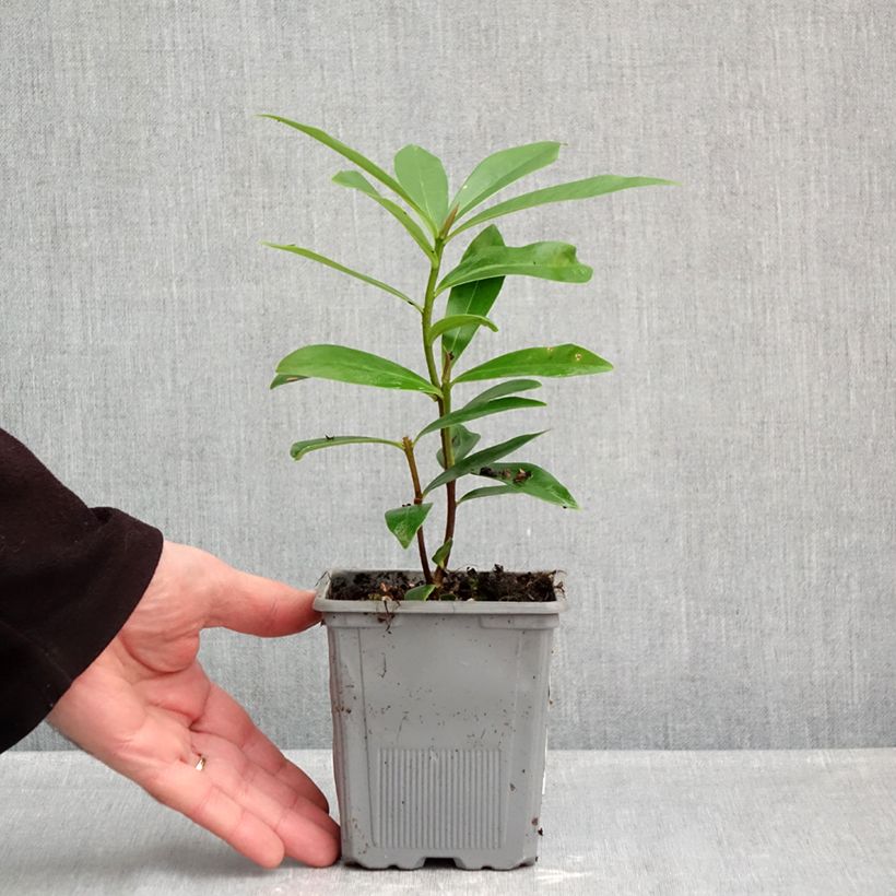 Esemplare di Daphne Perfume Princess - Dafne Vaso da 1L/1,5L come consegnato in autunno