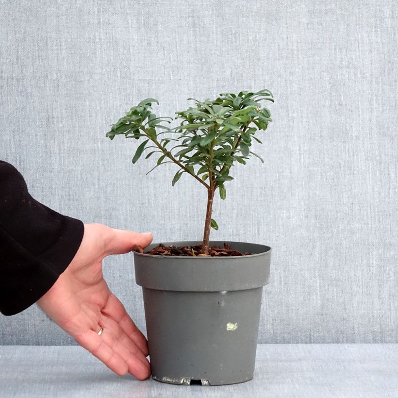 Daphne transatlantica Eternal Fragrance - Dafne Vaso da 1L/1,5L esemplare consegnato in inverno