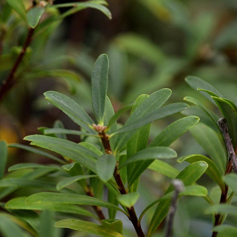 Daphne transatlantica Pink Fragrance - Dafne (Fogliame)