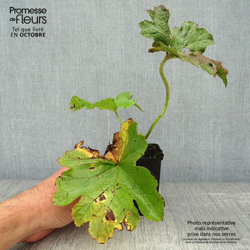 Esemplare di Darmera peltata Vasetto da 8/9 cm come consegnato in autunno