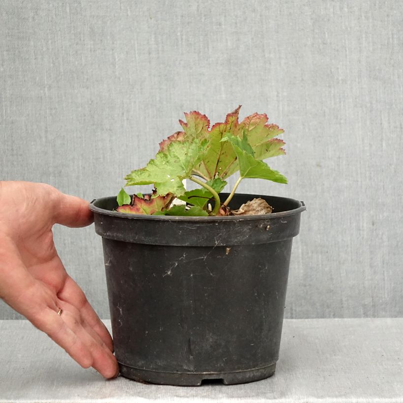 Esemplare di Darmera peltata Vaso da 2L/3L come consegnato in autunno