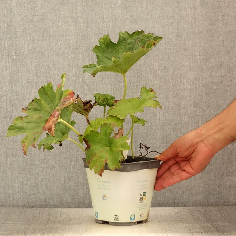 Esemplare di Darmera peltata Vaso da 2L/3L consegnato in estate